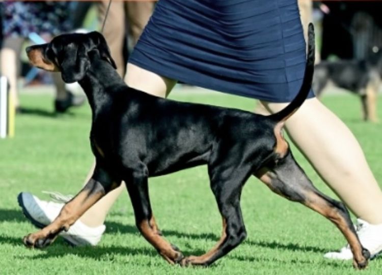 Bisart Dobermanns