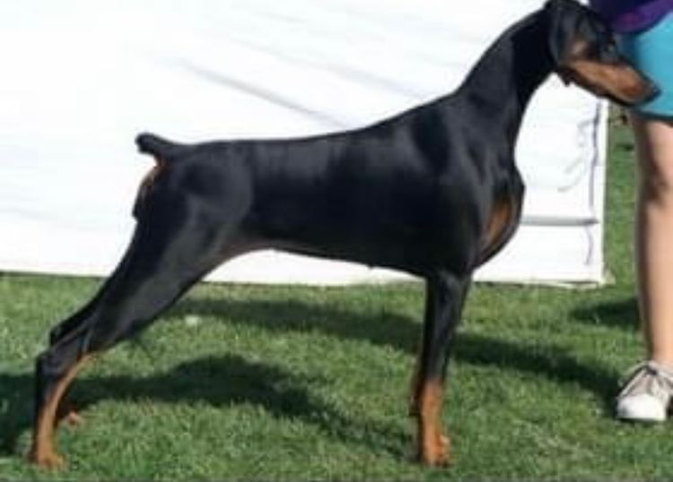 Bisart Dobermanns