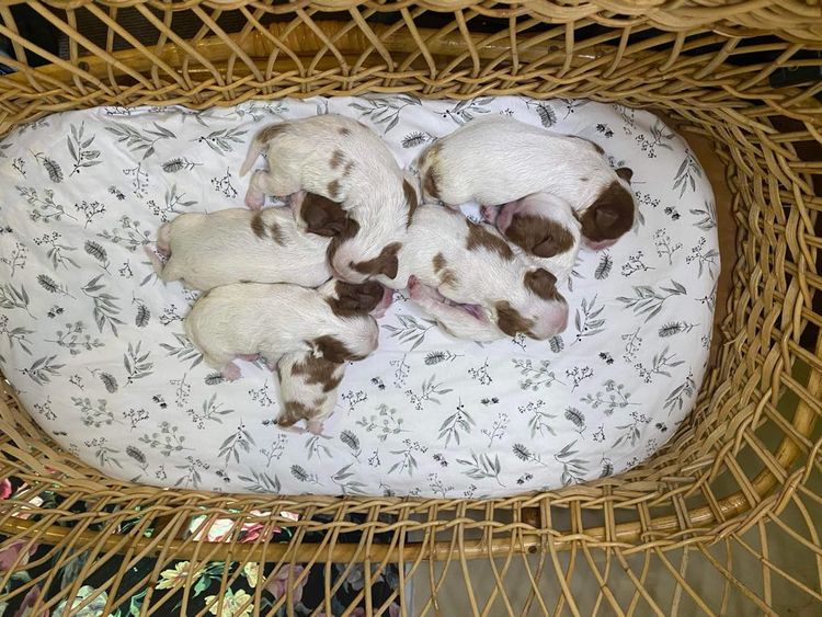 Oodles of Cavaliers