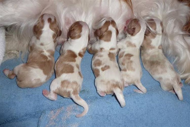 Oodles of Cavaliers