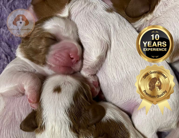 Oodles of Cavaliers