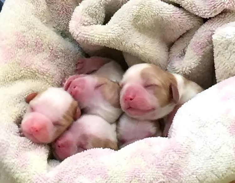 Oodles of Cavaliers