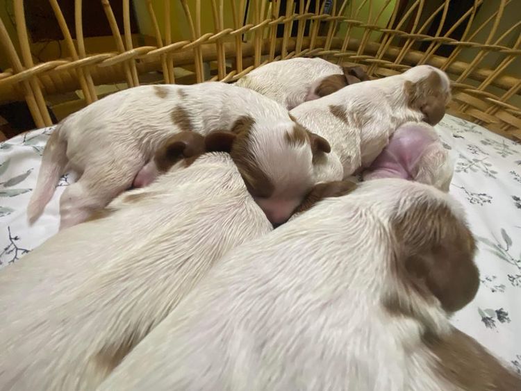 Oodles of Cavaliers