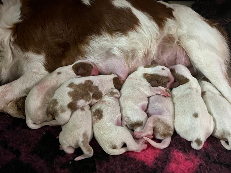 Oodles of Cavaliers