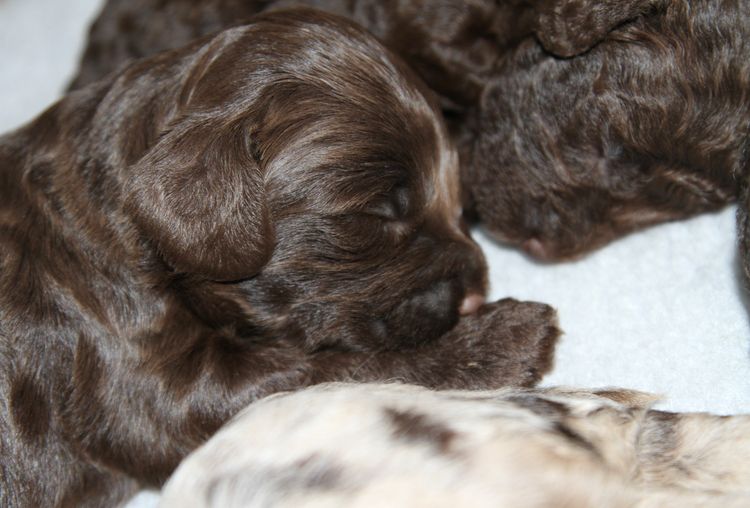 Merle Cavoodle