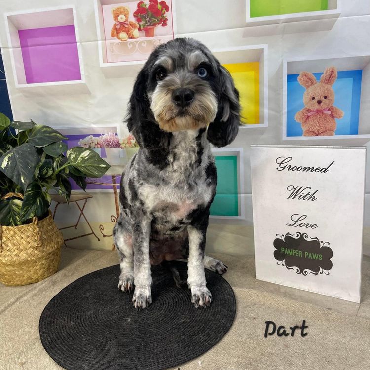 Merle Cavoodle