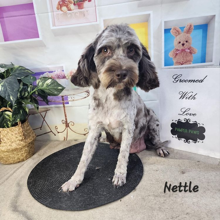 Merle Cavoodle