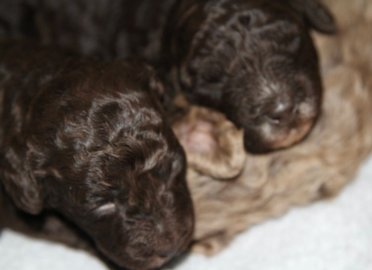 Merle Cavoodle