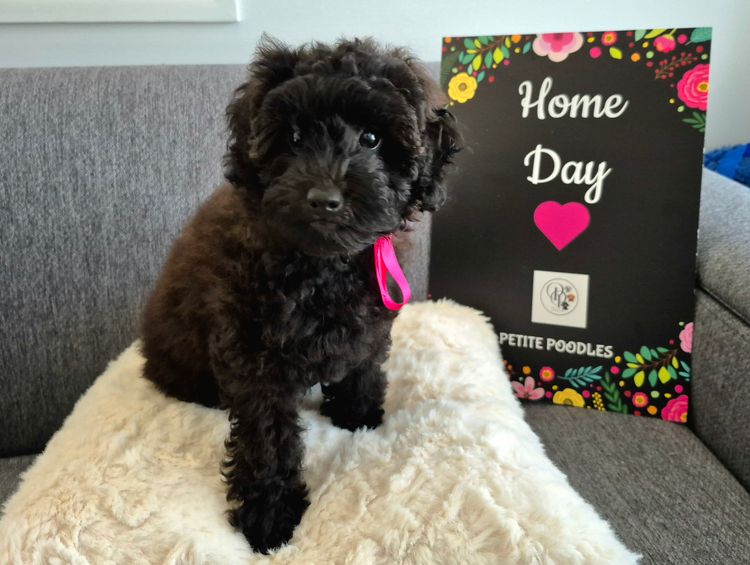 Petite Poodles - Miniature Poodle X Toy Poodle