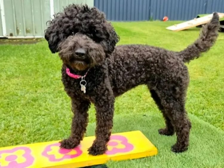 Petite Poodles - Miniature Poodle X Toy Poodle