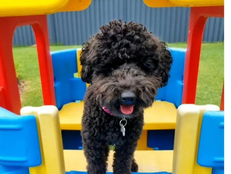 Petite Poodles - Miniature Poodle X Toy Poodle