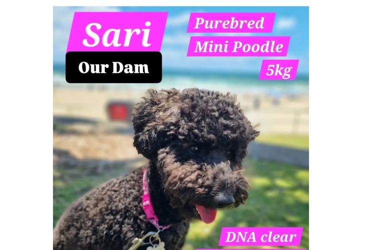 Petite Poodles - Miniature Poodle X Toy Poodle