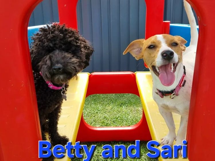 Petite Poodles - Miniature Poodle X Toy Poodle