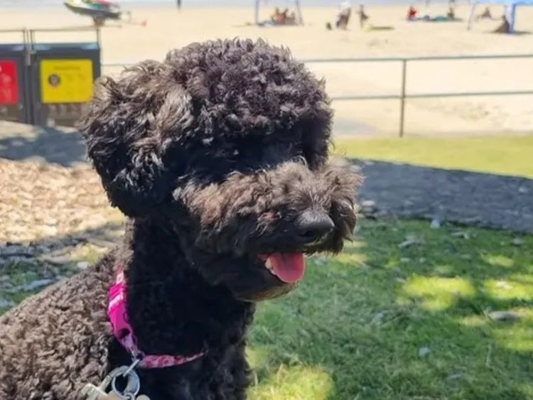 Petite Poodles - Miniature Poodle X Toy Poodle