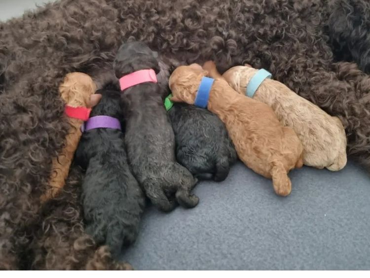 Petite Poodles - Miniature Poodle X Toy Poodle