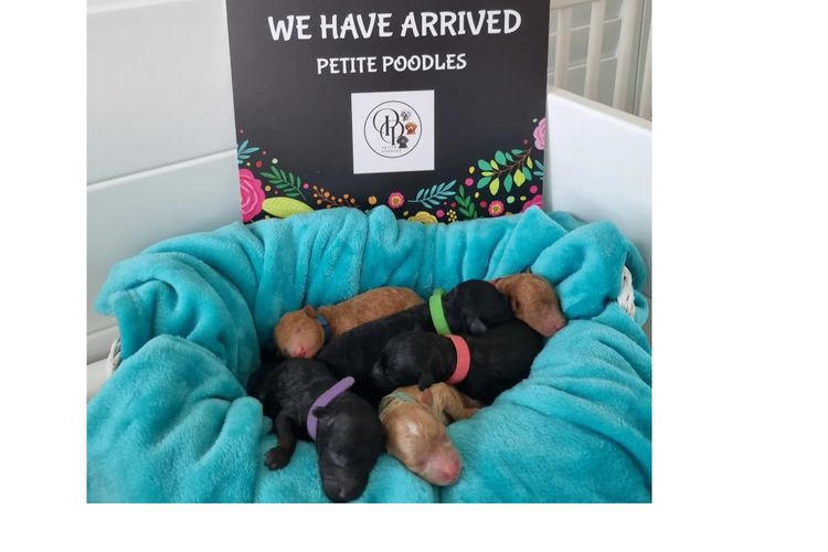 Petite Poodles - Miniature Poodle X Toy Poodle