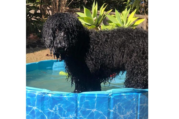 My-Lowanna-Lee Australian Cobberdogs