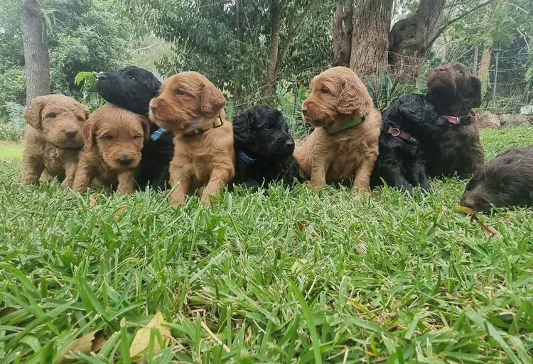 My-Lowanna-Lee Australian Cobberdogs