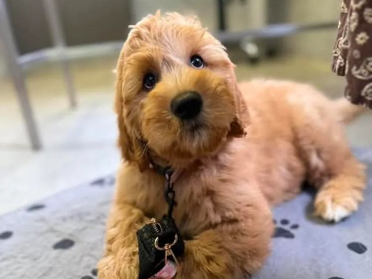 My-Lowanna-Lee Australian Cobberdogs