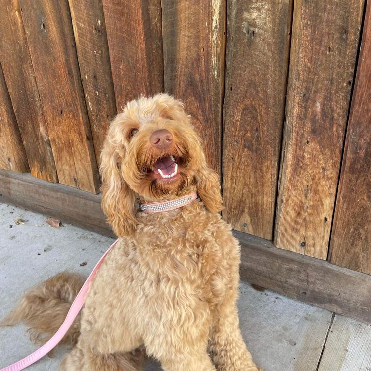 My-Lowanna-Lee Australian Cobberdogs