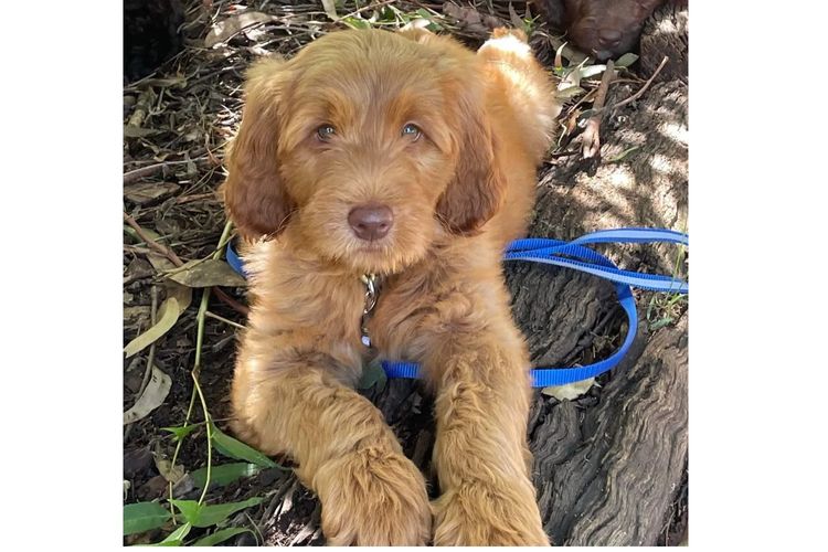 My-Lowanna-Lee Australian Cobberdogs