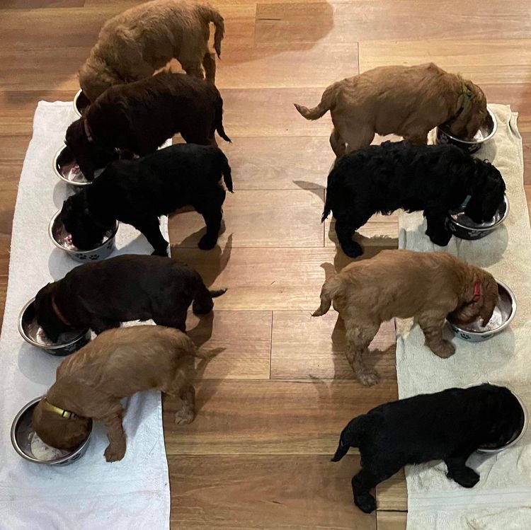 My-Lowanna-Lee Australian Cobberdogs