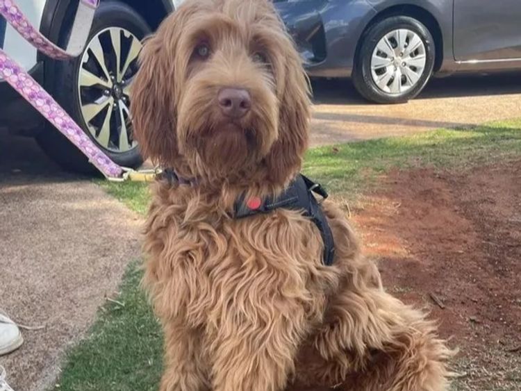 My-Lowanna-Lee Australian Cobberdogs