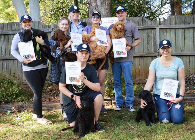 My-Lowanna-Lee Australian Cobberdogs