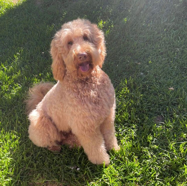 My-Lowanna-Lee Australian Cobberdogs