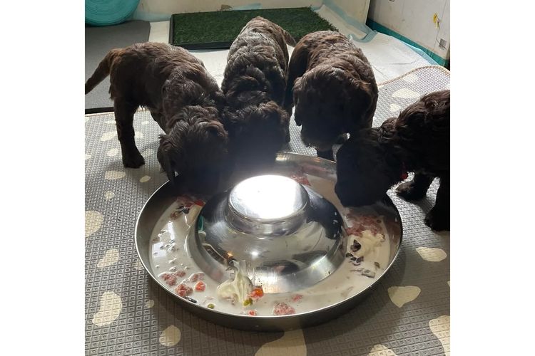 My-Lowanna-Lee Australian Cobberdogs