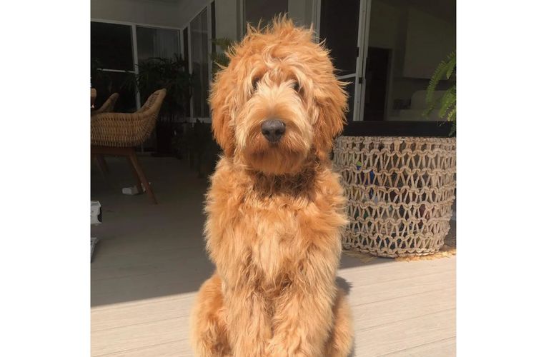 My-Lowanna-Lee Australian Cobberdogs