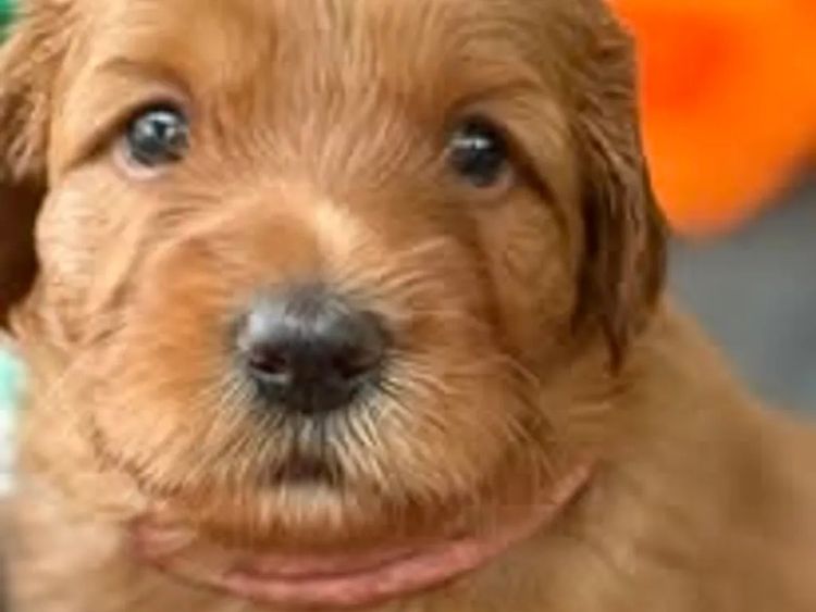 My-Lowanna-Lee Australian Cobberdogs