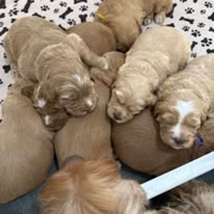 My-Lowanna-Lee Australian Cobberdogs