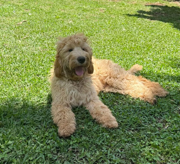 My-Lowanna-Lee Australian Cobberdogs