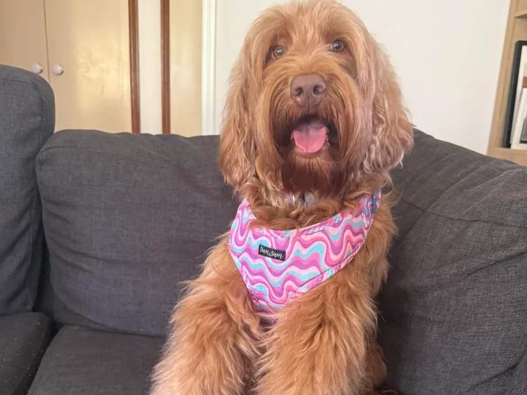 My-Lowanna-Lee Australian Cobberdogs