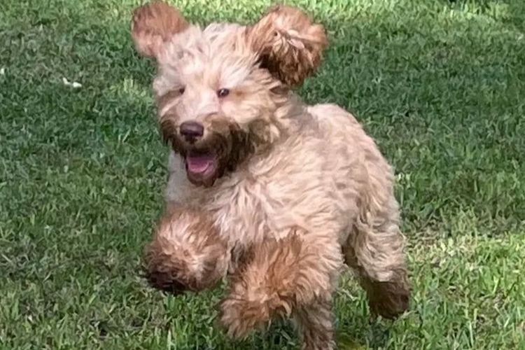 My-Lowanna-Lee Australian Cobberdogs