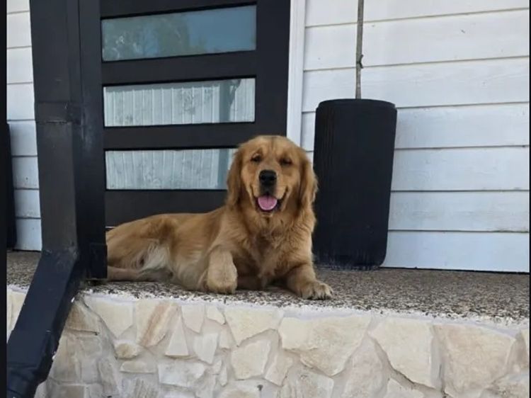Eastwoods canine estate