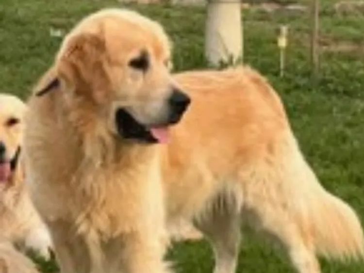 Eastwoods canine estate