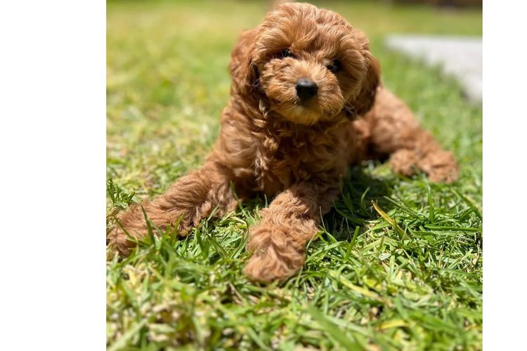 Loxy's Cavoodles - Loxy's Fur Babies.