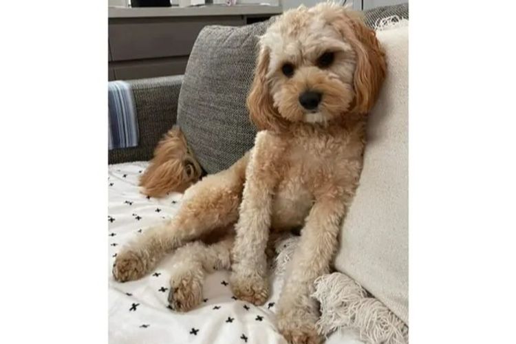Loxy's Cavoodles - Loxy's Fur Babies.