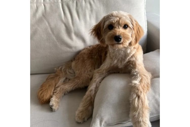 Loxy's Cavoodles - Loxy's Fur Babies.