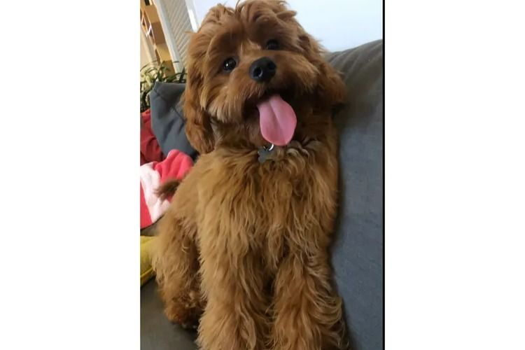Loxy's Cavoodles - Loxy's Fur Babies.