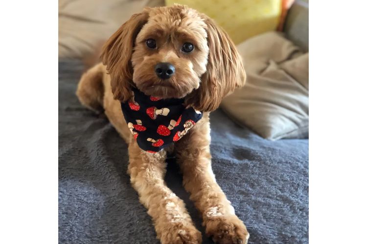 Loxy's Cavoodles - Loxy's Fur Babies.