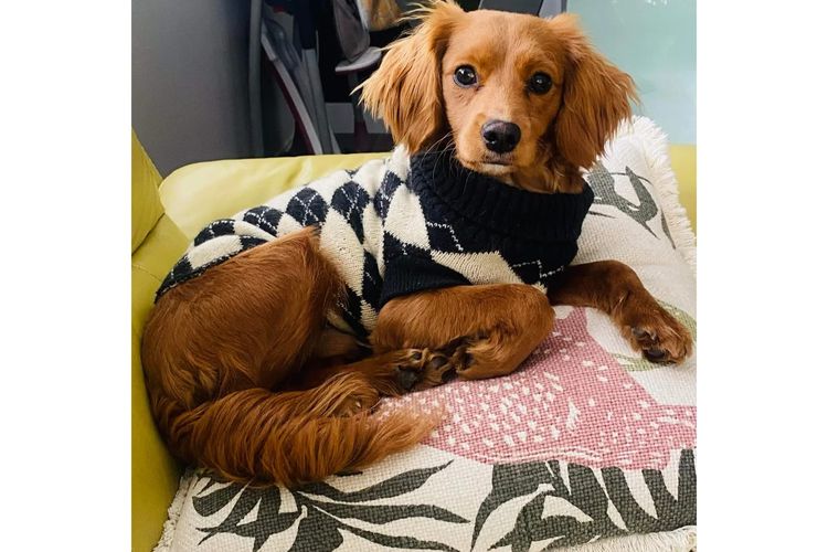 Loxy's Cavoodles - Loxy's Fur Babies.