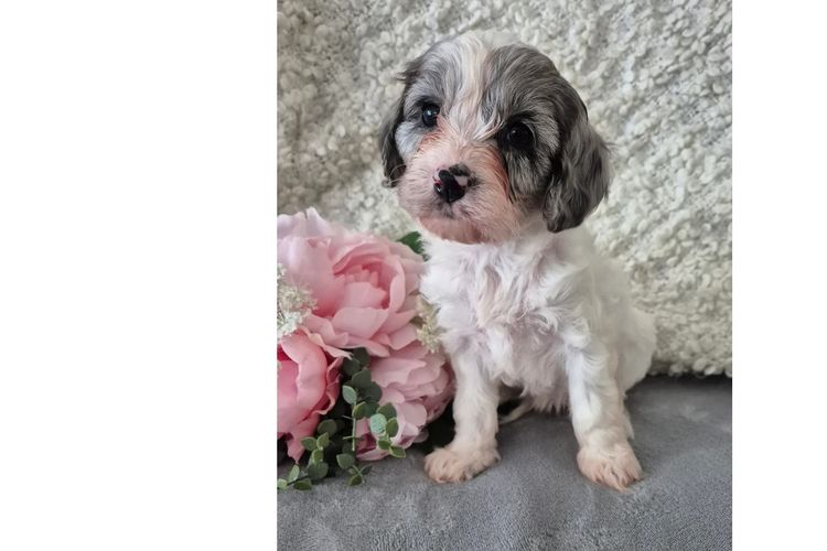 Loxy's Cavoodles - Loxy's Fur Babies.