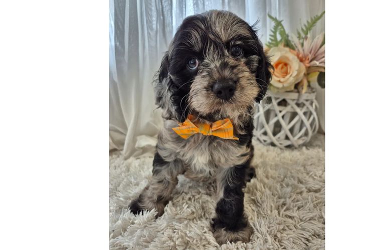 Loxy's Cavoodles - Loxy's Fur Babies.