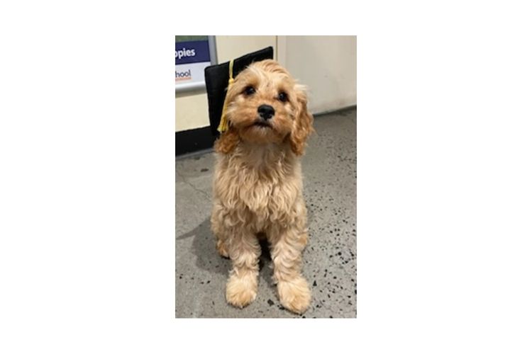 Loxy's Cavoodles - Loxy's Fur Babies.