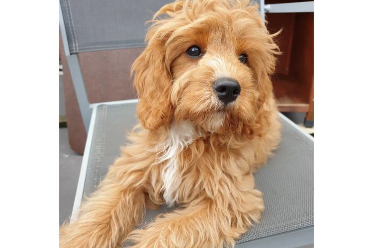 Loxy's Cavoodles - Loxy's Fur Babies.