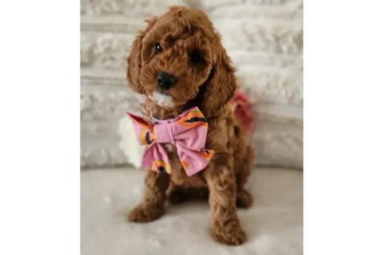 Loxy's Cavoodles - Loxy's Fur Babies.