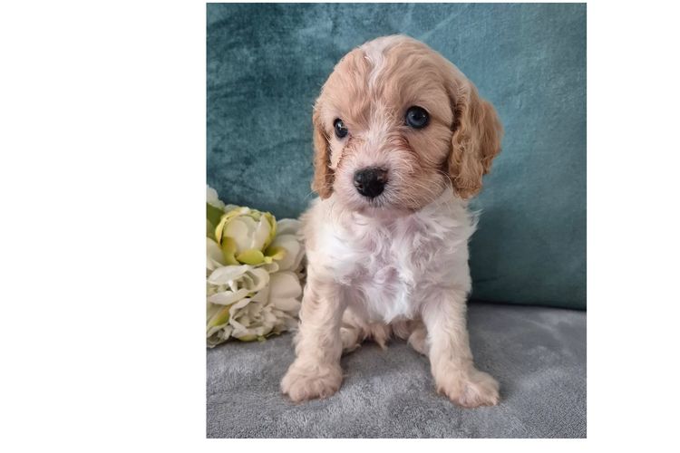 Loxy's Cavoodles - Loxy's Fur Babies.